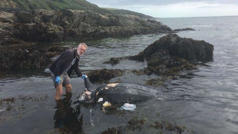 Żółw skórzasty został wyrzucony na brzeg w Wielkiej Brytanii. Widok równie smutny, co niespotykany