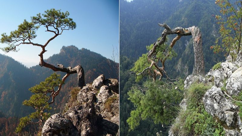 Obcięto gałąź 500-letniej sosny na Sokolicy. Uszkodzenie drzewa okazało się znacznie poważniejsze