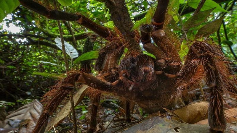 Ptasznik goliat to największy pająk na Ziemi. Nazwa bez wątpienia adekwatna do wyglądu