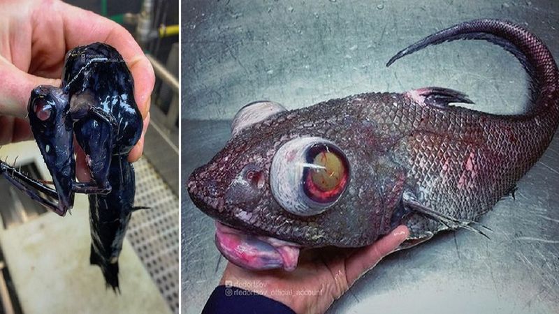 Rybak z Rosji dokumentuje zdumiewające stwory zamieszkujące odmęty oceanu. Fascynują i przerażają