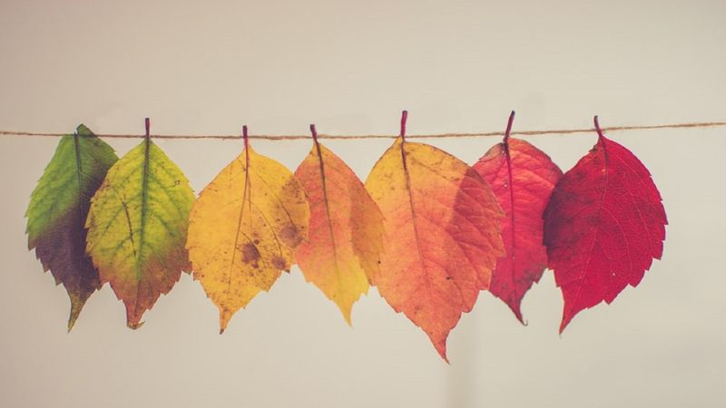 Odrobinę smutny powód, który kryje się za pięknymi barwami jesiennych liści