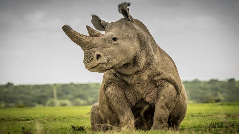Pojawiła się nadzieja na przetrwanie dwóch ostatnich przedstawicieli północnego nosorożca białego