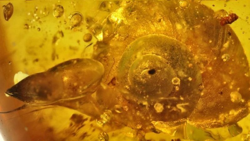 Znaleziony w bursztynie ślimak liczy aż 99-milionów lat. Żył, gdy został uwięziony w żywicy