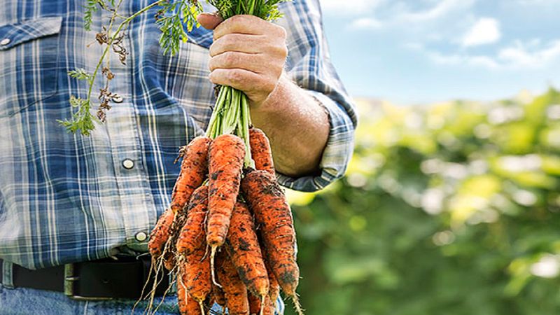 Badanie pokazało, że produkcja organicznej żywności ma negatywny wpływ na środowisko