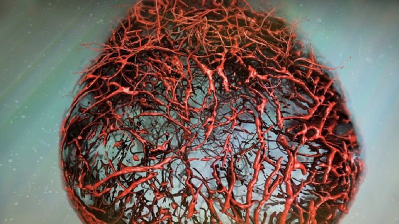 Naukowcom udało się wyhodować ludzkie naczynie krwionośne w warunkach laboratoryjnych