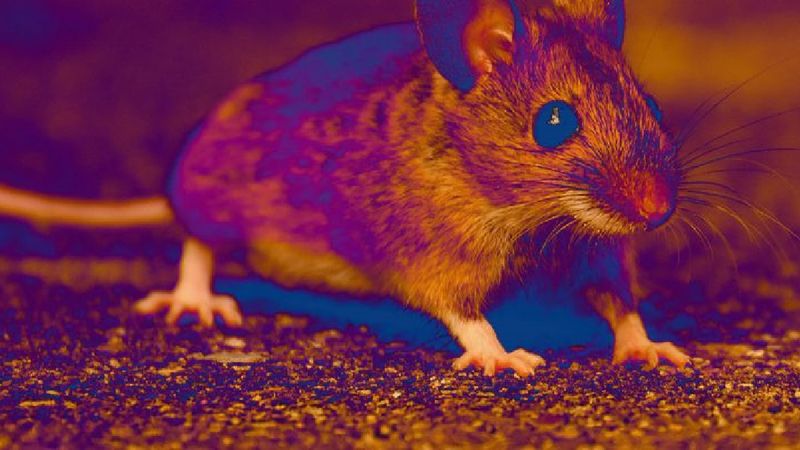 Naukowcy znaleźli sposób, by częściowo zregenerować amputowane myszom kończyny
