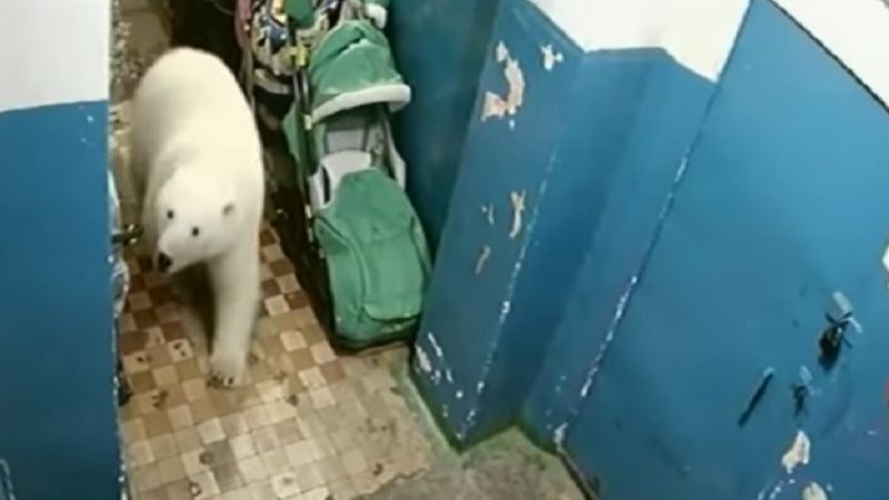 Ponad 50 niedźwiedzi polarnych w poszukiwaniu pożywienia zaatakowało rosyjskie miasteczko