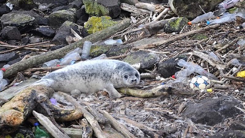 Szokujące badanie ujawniło zatrucie plastikiem u zwierząt wyrzuconych na brytyjski brzeg