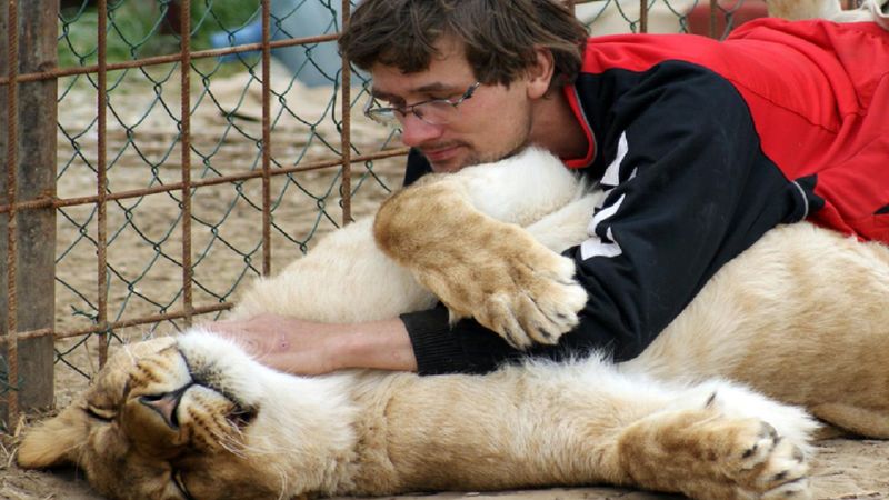Mężczyzna pochodzący z Czech został zabity przez lwa, którego trzymał na swoim podwórku