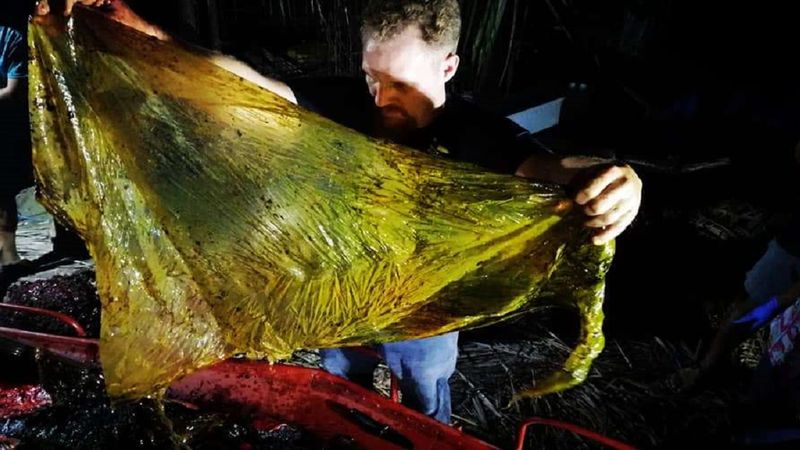 W żołądku walenia wyrzuconego na brzeg znaleziono ponad 40 kilogramów plastiku