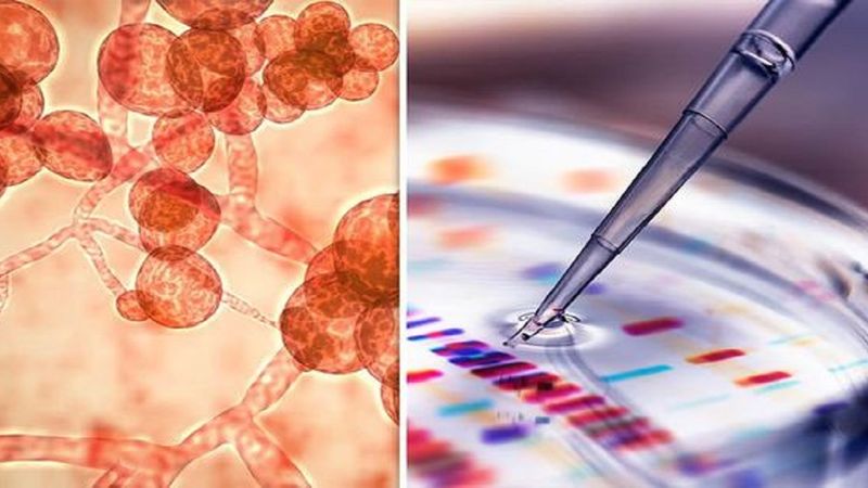 Supergrzyb Candida auris rozprzestrzenia się po świecie. Nie reaguje na stosowane leki