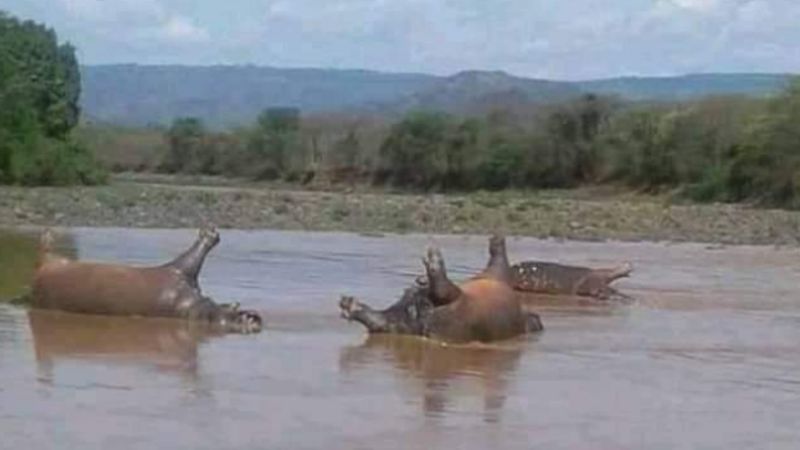 Przynajmniej 28 martwe hipopotamy zostały znalezione na terenie parku narodowego w Etiopii