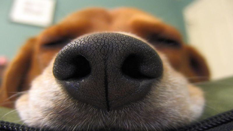 Okazuje się, że psy mogą wykryć raka we krwi. Urocze nosy naszych czworonogów są niezastąpione