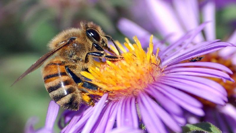 Kilka prostych sposobów, by pomóc pszczołom. Naprawdę nie potrzeba wiele, by je chronić