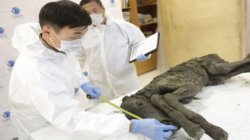 W 42000-letnich szczątkach źrebaka znaleziono płynną krew. Przywrócenie gatunku to kwestia czasu