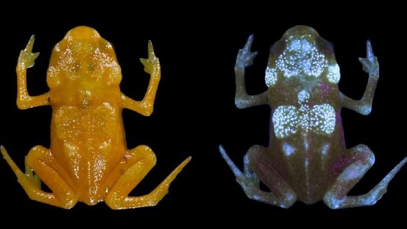 Naukowcy odkryli świecące w ciemności żaby. Miniaturowe płazy posiadają zdumiewające cechy