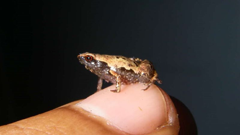 Na Madagaskarze odkryto nowy gatunek miniaturowej żaby. To jedne z najmniejszych kręgowców