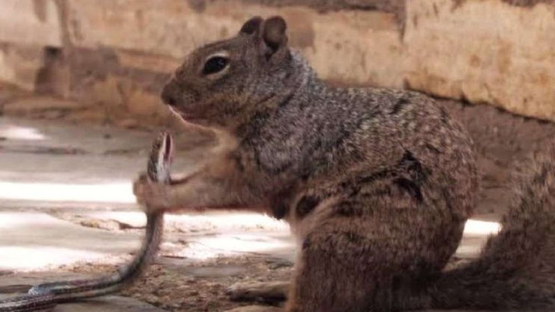 Zdjęcie wiewiórki jedzącej węża ponownie bije rekordy popularności. Skrywa ciekawą historię
