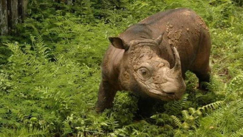 Nie żyje Tam, ostatni samiec nosorożca sumatrzańskiego. Perspektywy gatunku są dość ponure