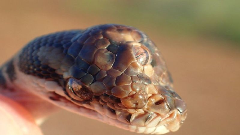 Trójoki wąż został znaleziony w małym australijskim miasteczku. Prześwietlenie wyjaśniło anomalię