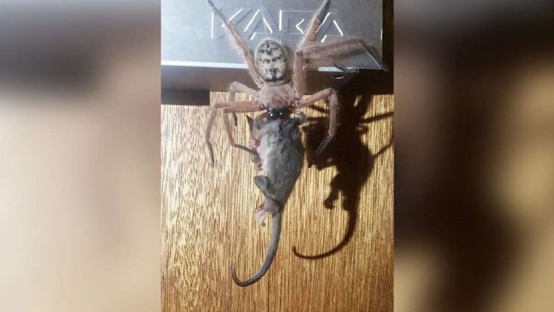 Zdjęcie pająka zjadającego małego torbacza w całości doprowadza internautów do szaleństwa