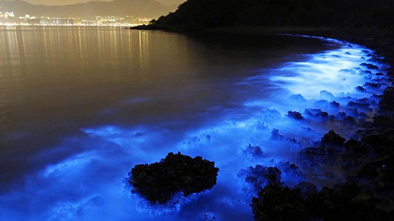 Bioluminescencyjny plankton zachwyca widokami. Morskie iskierki mogą być jednak niebezpieczne