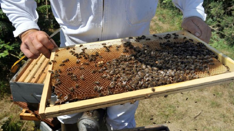 Fale upałów w Europie mogą oznaczać zagładę dla pszczół, alarmują specjaliści