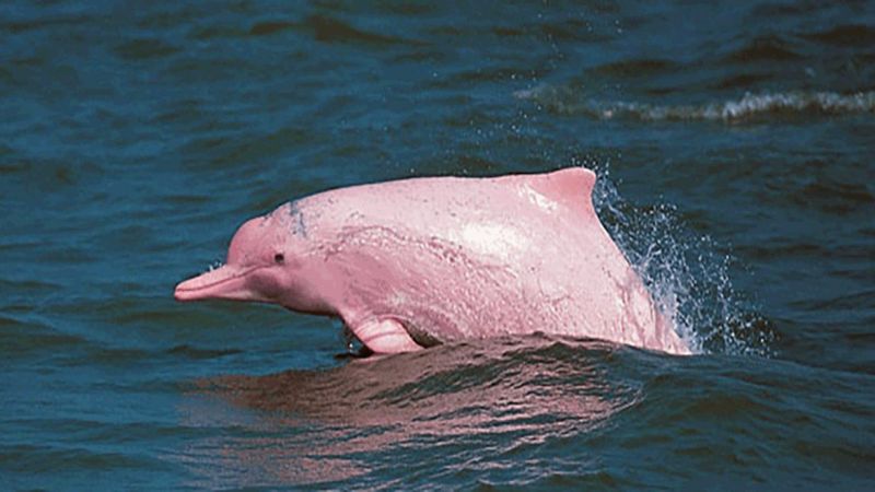 Rzadki różowy delfin doczekał się potomstwa i istnieje szansa, że rodzina znacznie się powiększy