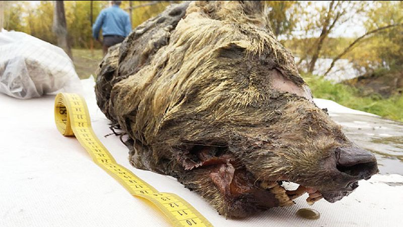 Niesamowicie zachowana głowa wilka z epoki lodowcowej została znaleziona na Syberii