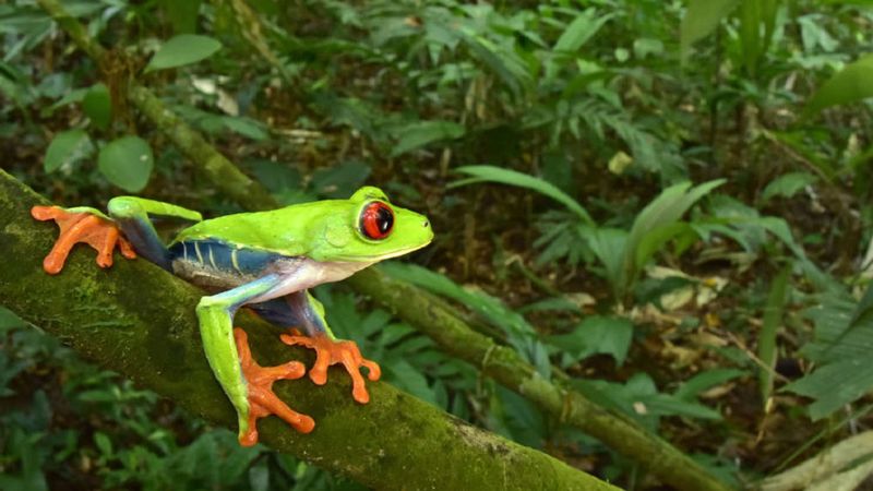 W zaginionym mieście w Hondurasie naukowcy natrafili na gatunki, które uważano za wymarłe