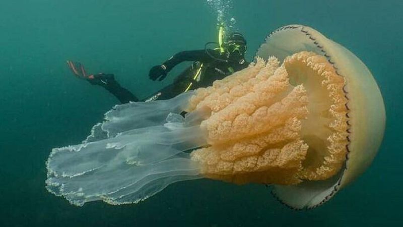 Nurkowie zauważyli gigantyczną meduzę u wybrzeży Wielkiej Brytanii. Jest wielkości człowieka