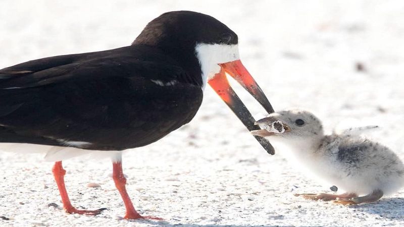 Zdjęcie samicy karmiącej pisklę niedopałkiem przypomni ci, by nie zostawiać śmieci na plaży