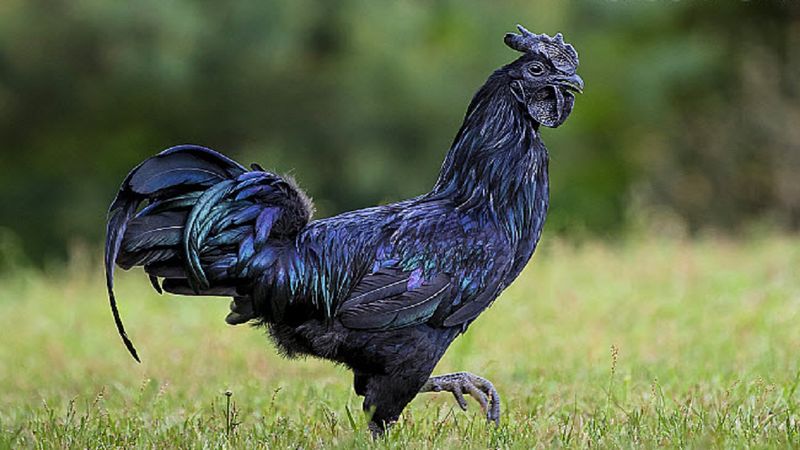 Ayam Cemani to najmroczniejszy kurczak na świecie. Nawet jego narządy i mięśnie są czarne