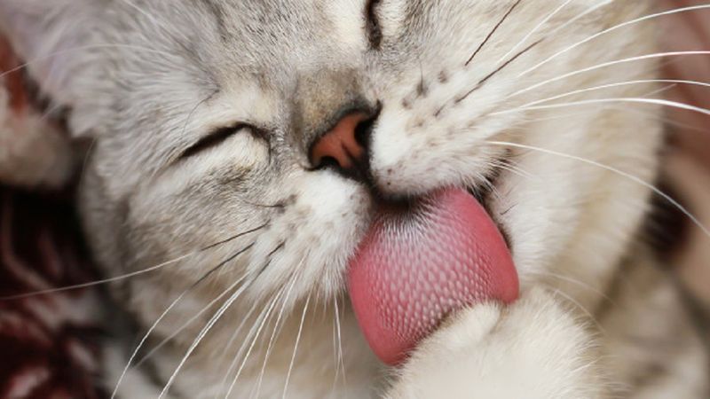 Dzięki nowej szczepionce alergia na koty przestanie ci dokuczać