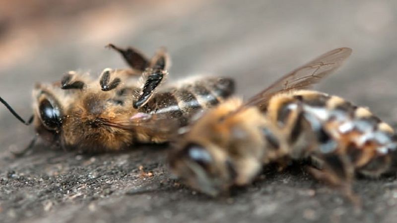 Masowe wymieranie pszczół w Brazylii. W ciągu 3 miesięcy zginęło ponad 500 milionów owadów