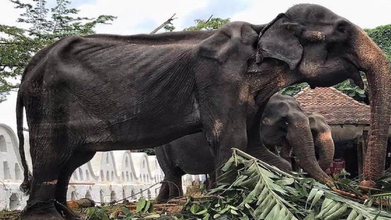 70-letnia Tikiri stała się symbolem potwornego cierpienia słoni dla ludzkiej rozrywki