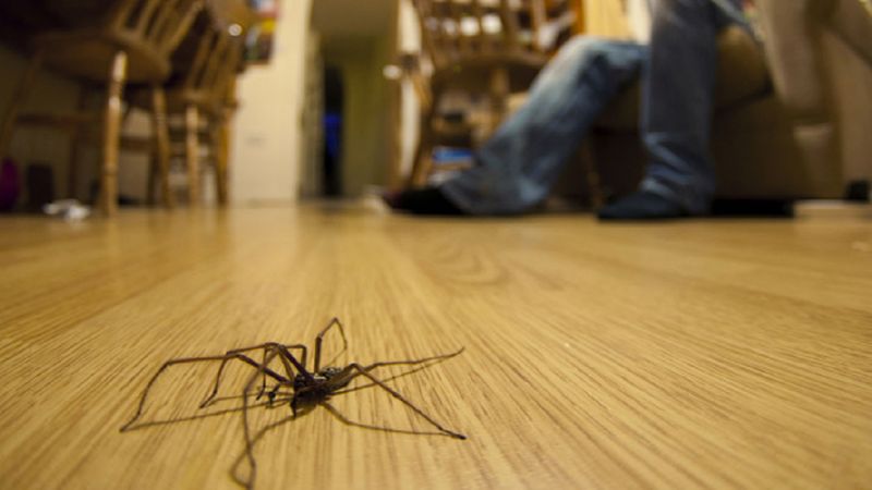 Zaczyna się sezon na pająki w domu i mamy dla was bardzo złe wieści