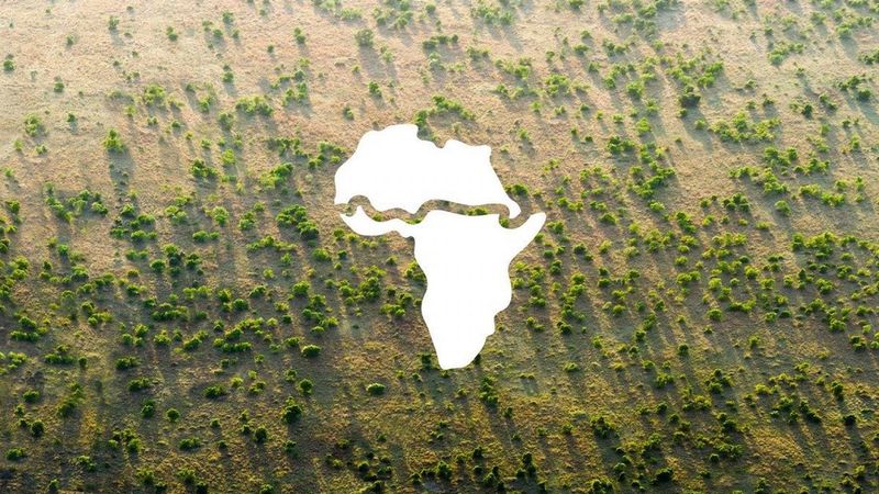Wielki Zielony Mur powstaje w Afryce. Będzie największą żywą strukturą na naszej planecie