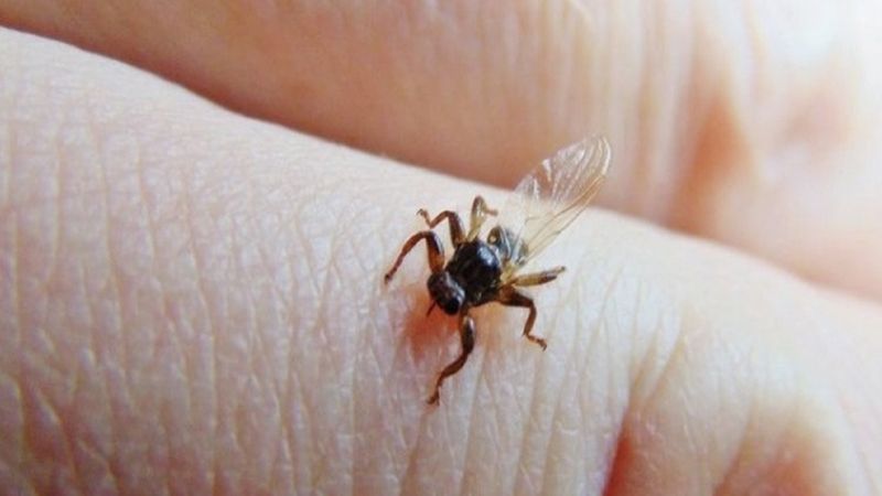 Uwaga na latające kleszcze. Ukąszenia pasożytów mogą wywołać paskudną reakcję alergiczną