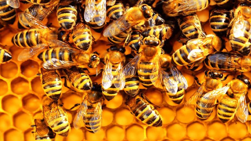 Pszczoły zostały uznane za najważniejszy żywy organizm na Ziemi. Bez nich fauna szybko zniknie