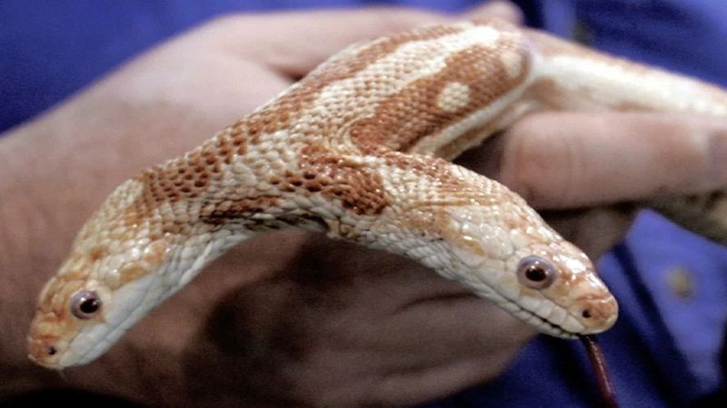Dwugłowy wąż kolejny raz został znaleziony w lesie. Mutant nie ma łatwego życia