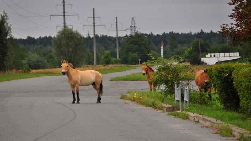 Konie Przewalskiego zamieszkały w Czarnobylskiej Strefie Wykluczenia. Gatunek ma szansę przetrwać