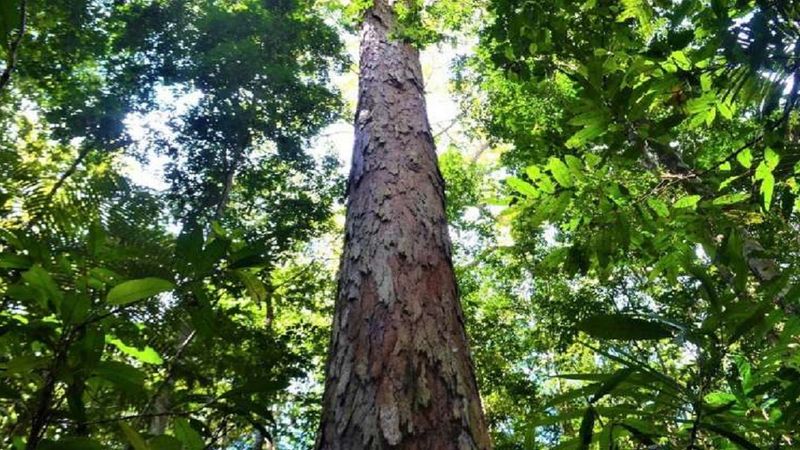 Udało się znaleźć najwyższe drzewo Amazonii. Jest prawie tak tak wysokie, jak Statua Wolności