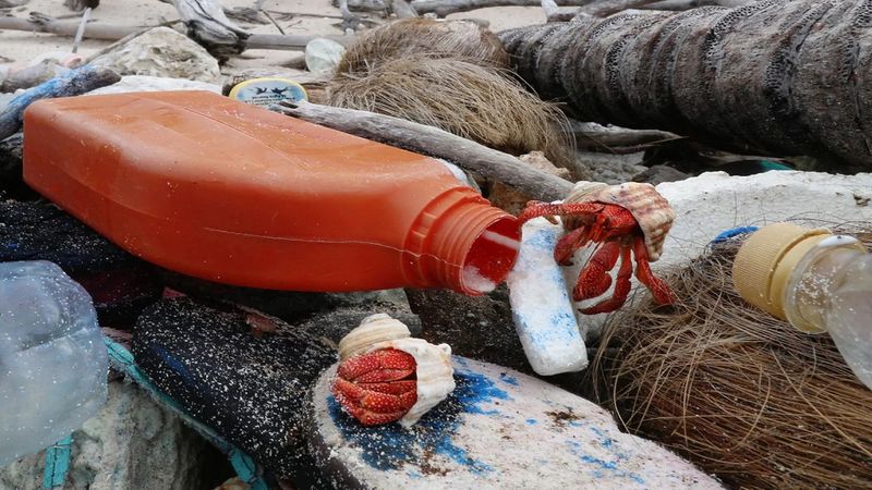 Pół miliona martwych krabów znaleziono pod lawiną plastikowych śmieci na Wyspach Kokosowych