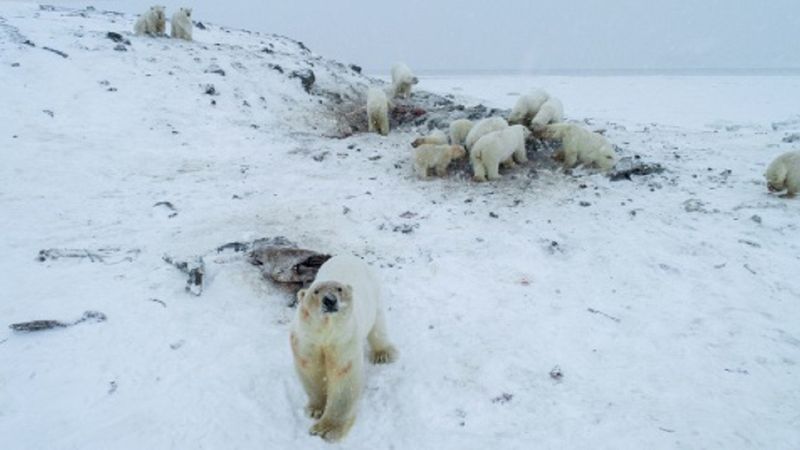 Ponad 50 niedźwiedzi polarnych zgromadziło się w rosyjskiej wiosce. Zwierzęta są uwięzione na lądzie