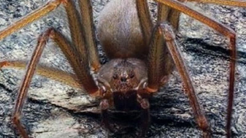 W Meksyku odkryto nowy gatunek pająka. Jego jad sprawia, że ludzkie ciało zaczyna gnić