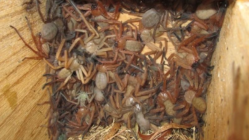 Potworne zdjęcie gniazda pełnego pająków będzie cię prześladować, ale ten widok cieszy ekologów