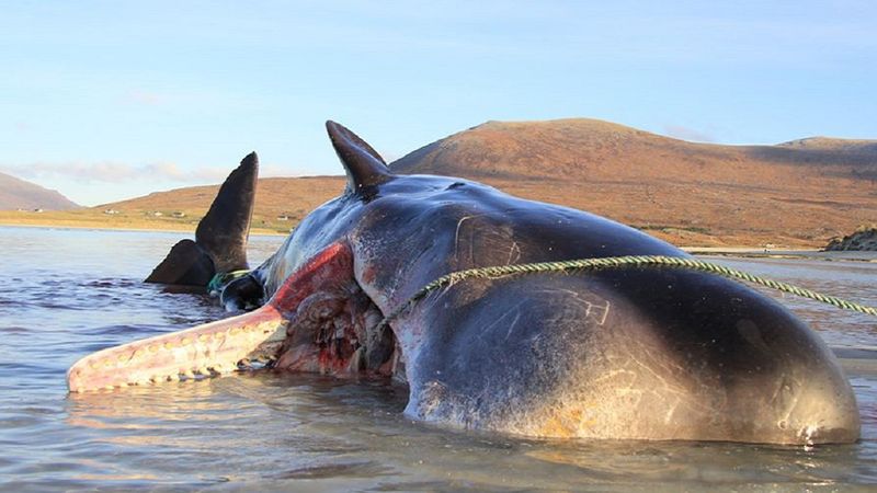 Martwy waleń został znaleziony na szkockim wybrzeżu. W żołądku miał ponad 100 kilogramów śmieci