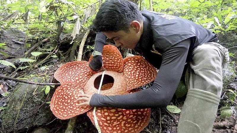 W Indonezji zakwitła bukietnica z gatunku Rafflesia tuan-mudae. To jeden z największych kwiatów