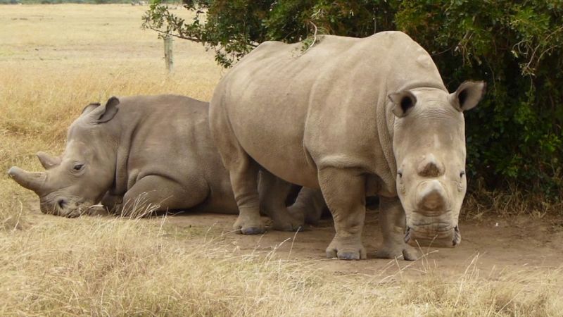 Pojawiła się kolejna szansa na ocalenie białego nosorożca północnego przed wyginięciem